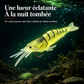 Coffret de leurres crevette lumineux — Pour votre prochaine sortie à la tombée du jour