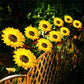 ☀️Lampes de jardin solaires LED en forme de tournesol