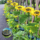 ☀️Lampes de jardin solaires LED en forme de tournesol