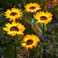 ☀️Lampes de jardin solaires LED en forme de tournesol
