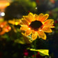 Lampes solaires de jardin étanches en forme de tournesol