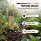 Tuteurs pour plantes à antenne spirale en cuivre
