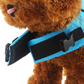 🐶 60% OFF NOW! 🦈 Adjustable Shark-Shaped Dog Life Vest – Bright colour & reflective trim – Buoyant & secure – perfect for pool, beach or boating – fun and safe 🌊✨