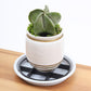 🌿🌹 Surhélève-Pot Protecteur de Racines – élève les jardiniers, favorise la circulation d’air, garde les sols propres – usage intérieur & extérieur. 🔥🏠