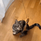 💕Ensemble de jouets interactifs pour chats avec simulation d'oiseau